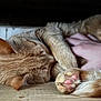 cat, ginger_cat, paw, hand, sleeping, cozy, floor, wooden_floor, pet, animal, feline, cute, indoor, resting, fur, pink_paw_pads, relaxed, close_up, domestic_cat, touch