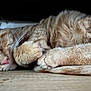Aslan a rejoint le concours — aidez-le/la à gagner de superbes lots ! cat, orange_tabby, sleeping, fur, whiskers, paws, closeup, cozy, resting, domestic_cat, pet, animal, cute, relaxation, indoor, floor, peaceful, feline, nap, whisker