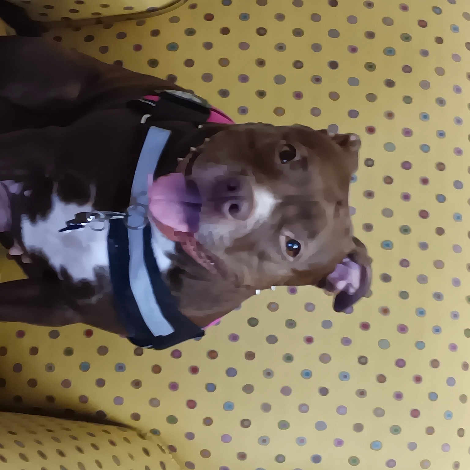 Hershey joined the competition — help win amazing prizes! canidae, carnivore, collar, companion_dog, dog, dog_breed, dog_clothes, dog_collar, dog_supply, fawn, leash, linens, liver, pattern, pet_supply, sleeve, snout, sporting_group, terrestrial_animal, working_animal