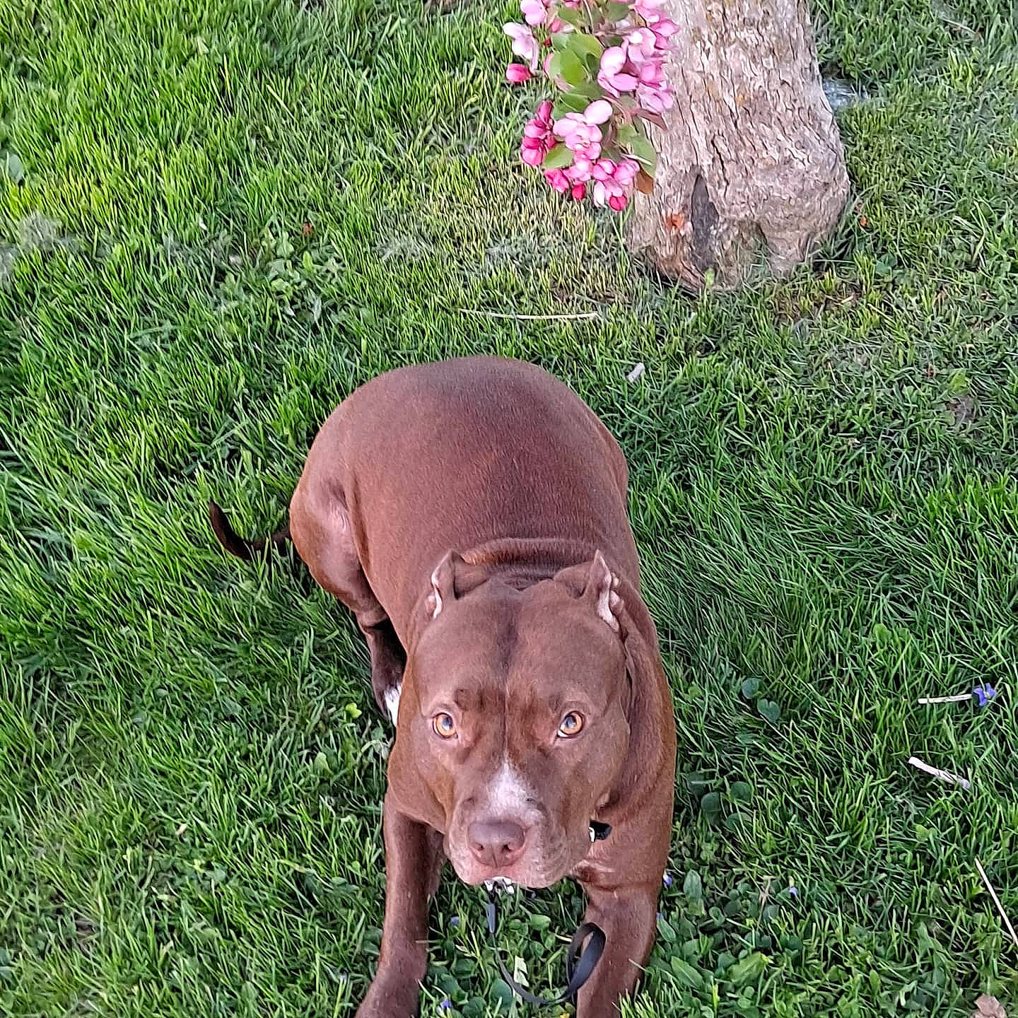 Hershey is registered to the contest to win money with this photo: canidae, carnivore, companion_dog, dog, dog_breed, fawn, flower, grass, groundcover, liver, non_sporting_group, petal, plant, soil, sporting_group, tail, terrestrial_animal, terrestrial_plant, wildlife, working_animal