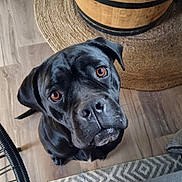 Red a rejoint le concours — aidez-le/la à gagner de superbes lots ! animal, black_dog, brown_eyes, canine, companion, cozy, curious, dog, domestic_animal, ears, floor, furniture, home, indoor, looking_up, nose, pet, rug, snout, wooden_barrel
