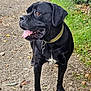 alert, animal, black_dog, canine, closeup, collar, dirt_road, dog, friendly, grass, greenery, mammal, nature, outdoor, path, pet, standing, summer, tongue_out, walking