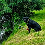Red a rejoint le concours — aidez-le/la à gagner de superbes lots ! animal, black_dog, collar, curious, daytime, dog, fishing, fishing_rod, grass, greenery, leisure, nature, outdoor, pet, recreation, riverbank, sitting, summer, tree, water