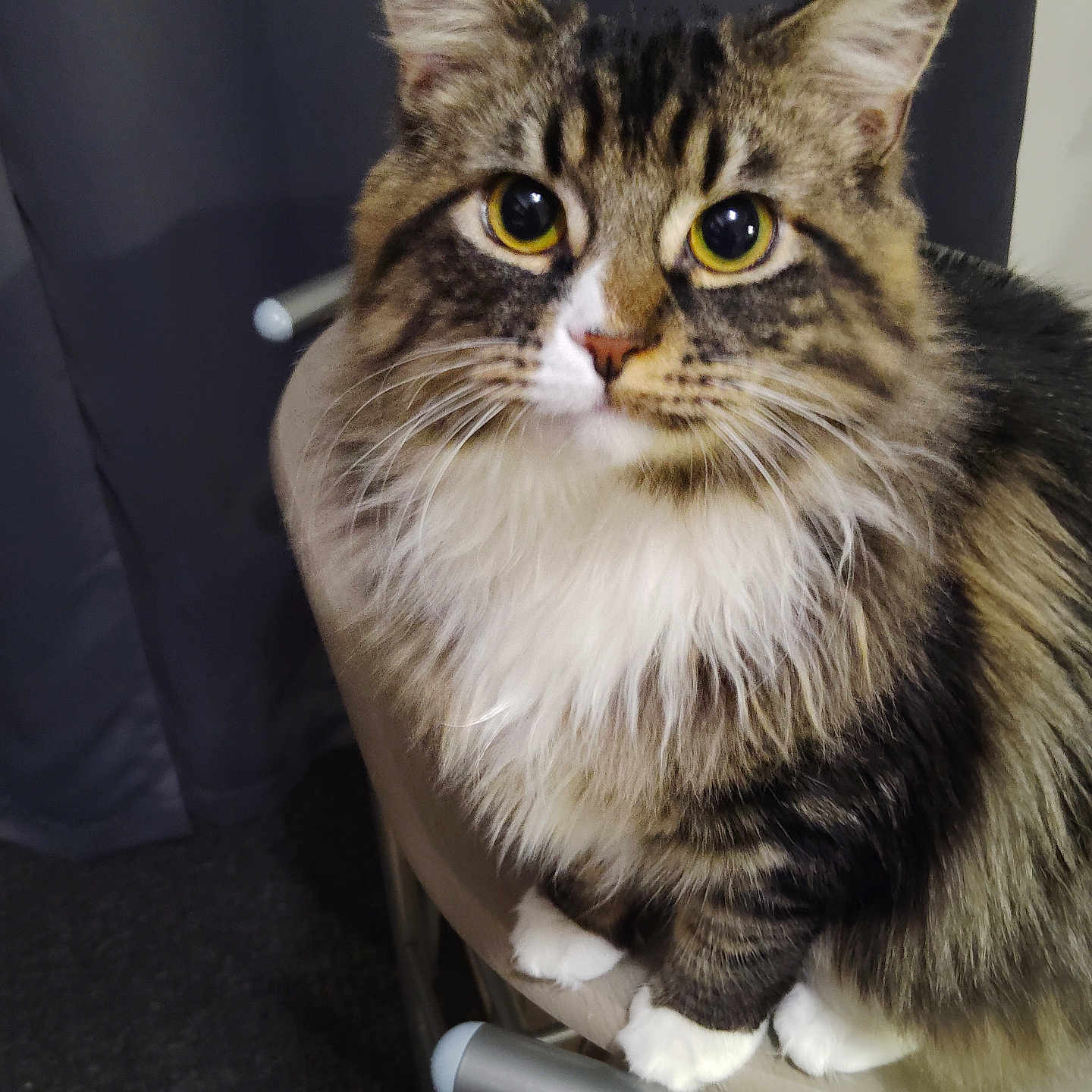 Gia joined the competition — help win amazing prizes! abyssinian, angora, animal, armchair, cat, chair, couch, furniture, kitten, manx, pet, plywood, siamese, wood