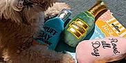 Coco is registered to the contest to win money with this photo: dog, plush_toys, carpet, toy_bottles, champagne, pink_toy, blue_toy, green_toy, pet, indoor, cute, fluffy, playful, soft_toys, animal, close_up, pet_toys, relaxed, home, cozy