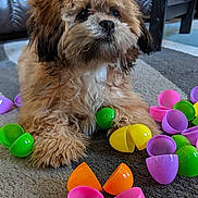Coco joined the competition — help win amazing prizes! dog, puppy, fluffy, curly_hair, brown, carpet, plastic_eggs, colorful, toy, indoor, cute, pet, playful, animal, small_dog, floor, relaxed, home, easter, curious