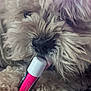 Coco is registered to the contest to win money with this photo: dog, curly_fur, close_up, lip_balm, pink, white, nose, tongue, paw, resting, blue_pattern, texture, pet, animal, indoor, curious, fur, small_dog, canine, licking