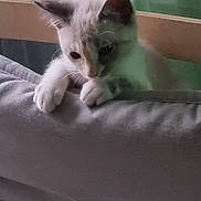 Choupette participe au concours pour gagner de l'argent avec cette photo : kitten, cat, pet, curious, gray_blanket, soft_texture, indoor, feline, young_animal, paws, head, ears, whiskers, resting, looking_down, cozy, furniture, home, closeup, animal