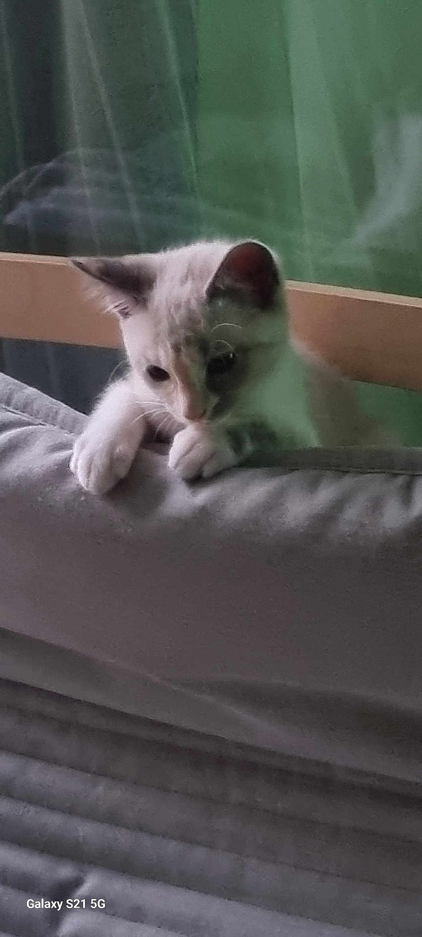 Choupette participe au concours pour gagner de l'argent avec cette photo : kitten, cat, pet, curious, gray_blanket, soft_texture, indoor, feline, young_animal, paws, head, ears, whiskers, resting, looking_down, cozy, furniture, home, closeup, animal