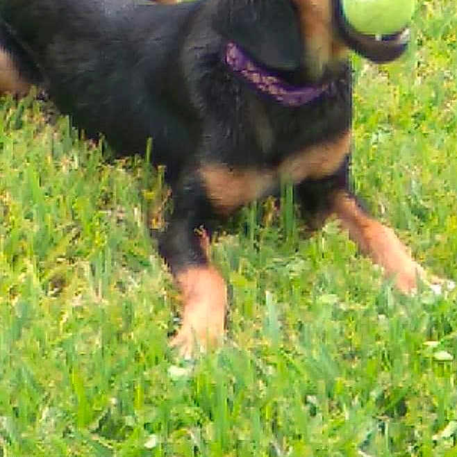 Bailey