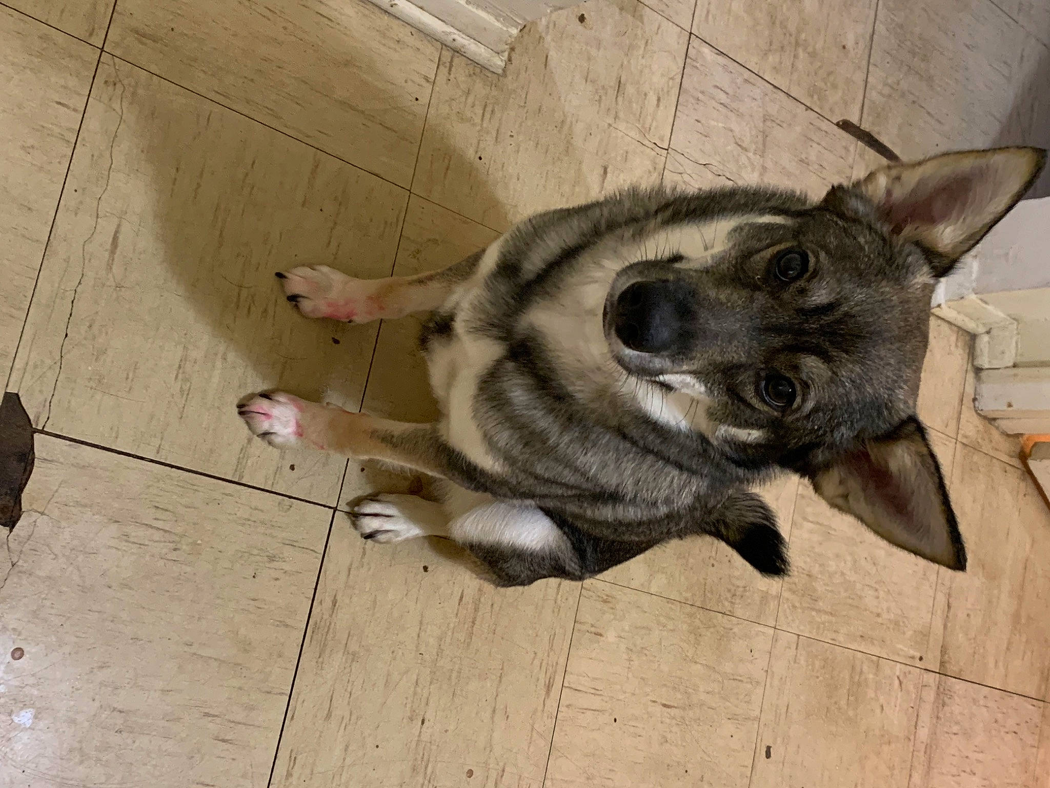 Oakley Jade is registered to the contest to win money with this photo: canidae, canis, carnivore, companion_dog, dog, dog_breed, fawn, flooring, foot, fur, german_shepherd_dog, hardwood, paw, snout, sporting_group, tail, terrestrial_animal, wood, working_animal, working_dog