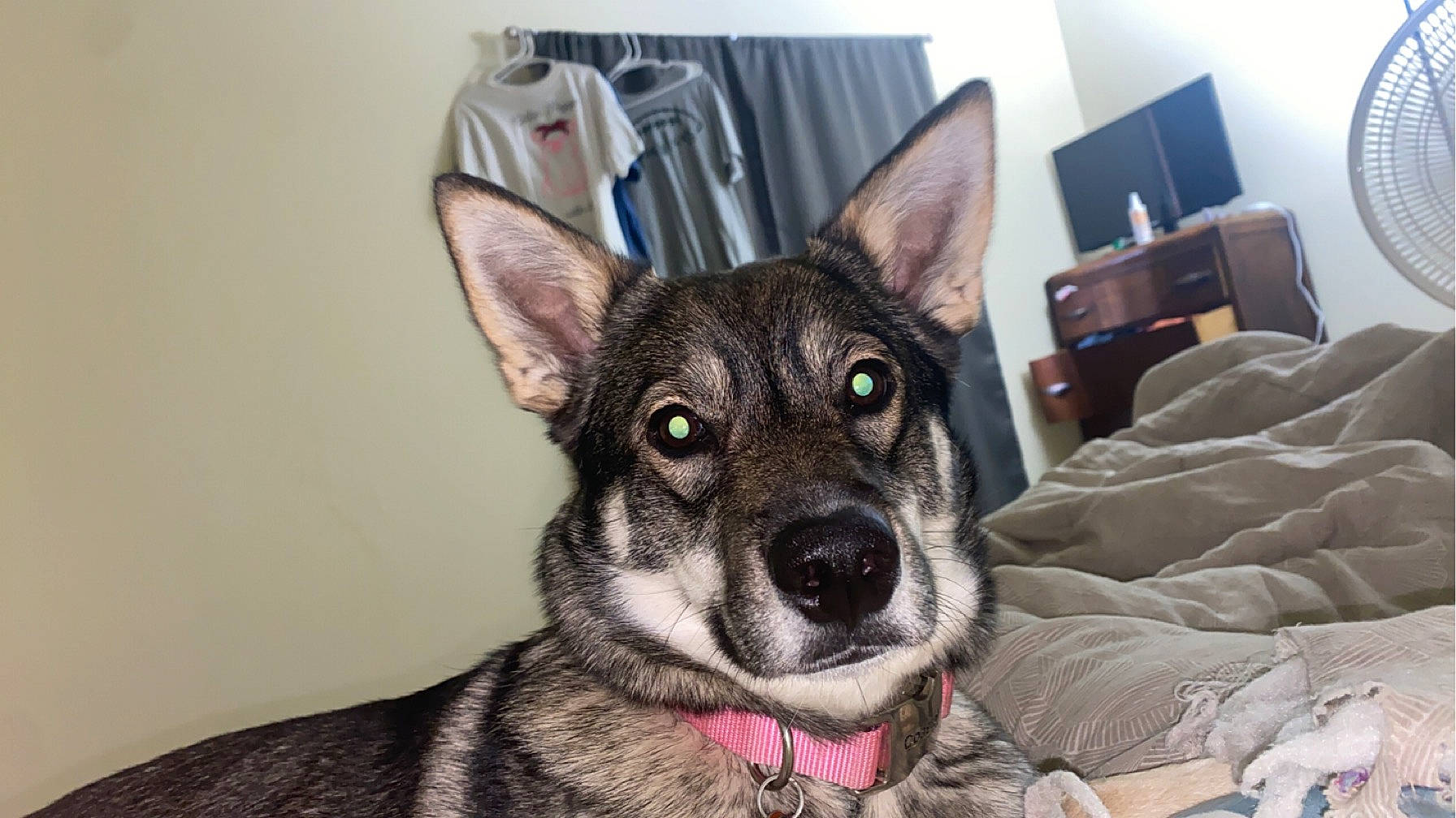 Oakley Jade joined the competition — help win amazing prizes! ancient_dog_breeds, canidae, carnivore, collar, comfort, companion_dog, dog, dog_breed, dog_supply, ear, fur, snout, sporting_group, terrestrial_animal, whiskers, working_animal, working_dog