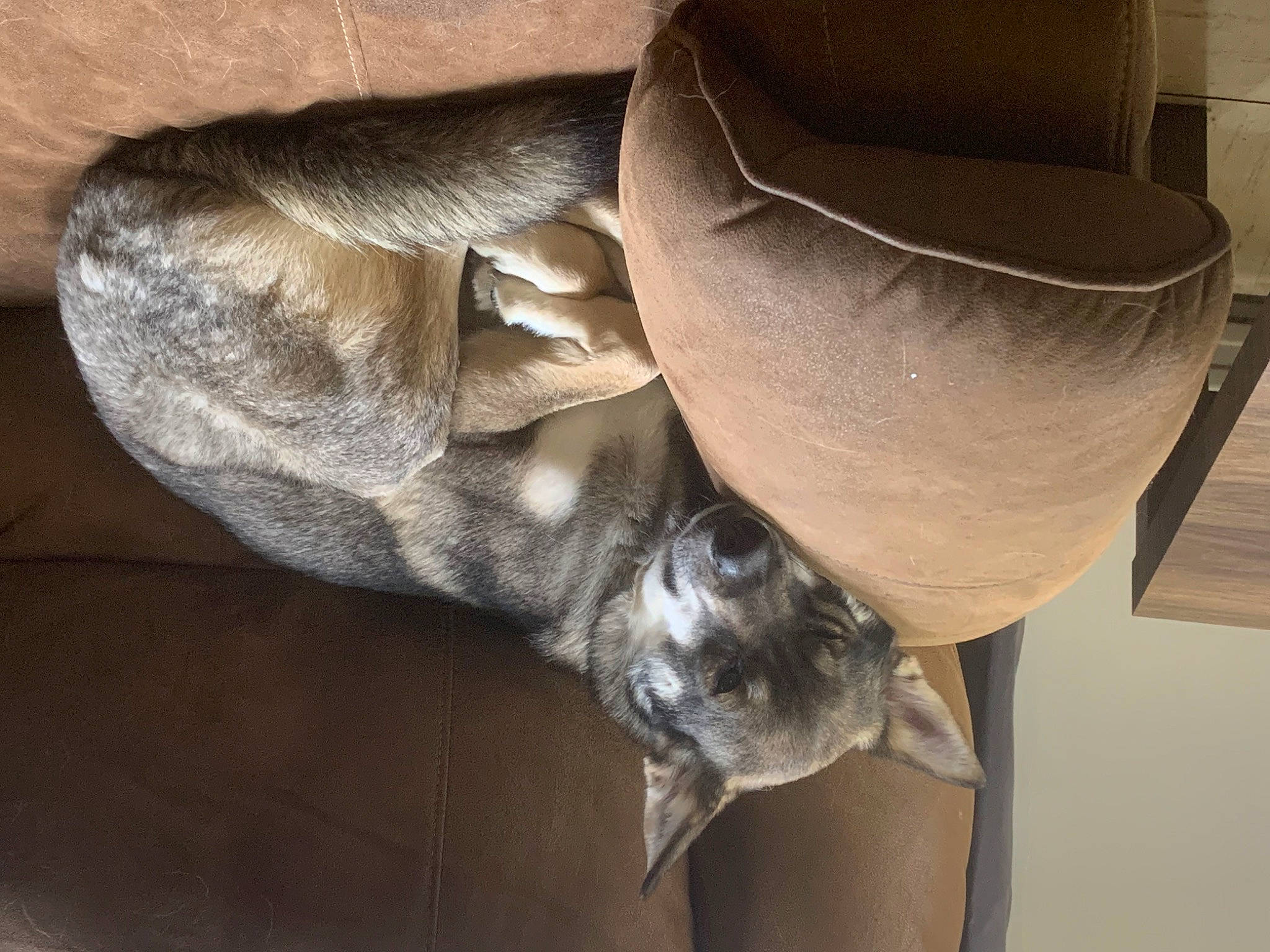 Oakley Jade joined the competition — help win amazing prizes! auto_part, carnivore, cat, cat_supply, chair, comfort, fedora, felidae, flooring, fur, hardwood, hat, human_leg, linens, metal, small_to_medium_sized_cats, sun_hat, tail, whiskers, wood