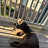 dog, wooden_floor, balcony, residential_building, shadow, sunlight, outdoor, pet, canine, relaxed, urban, fence, railing, window, greenery, daylight, animal, looking, resting, home