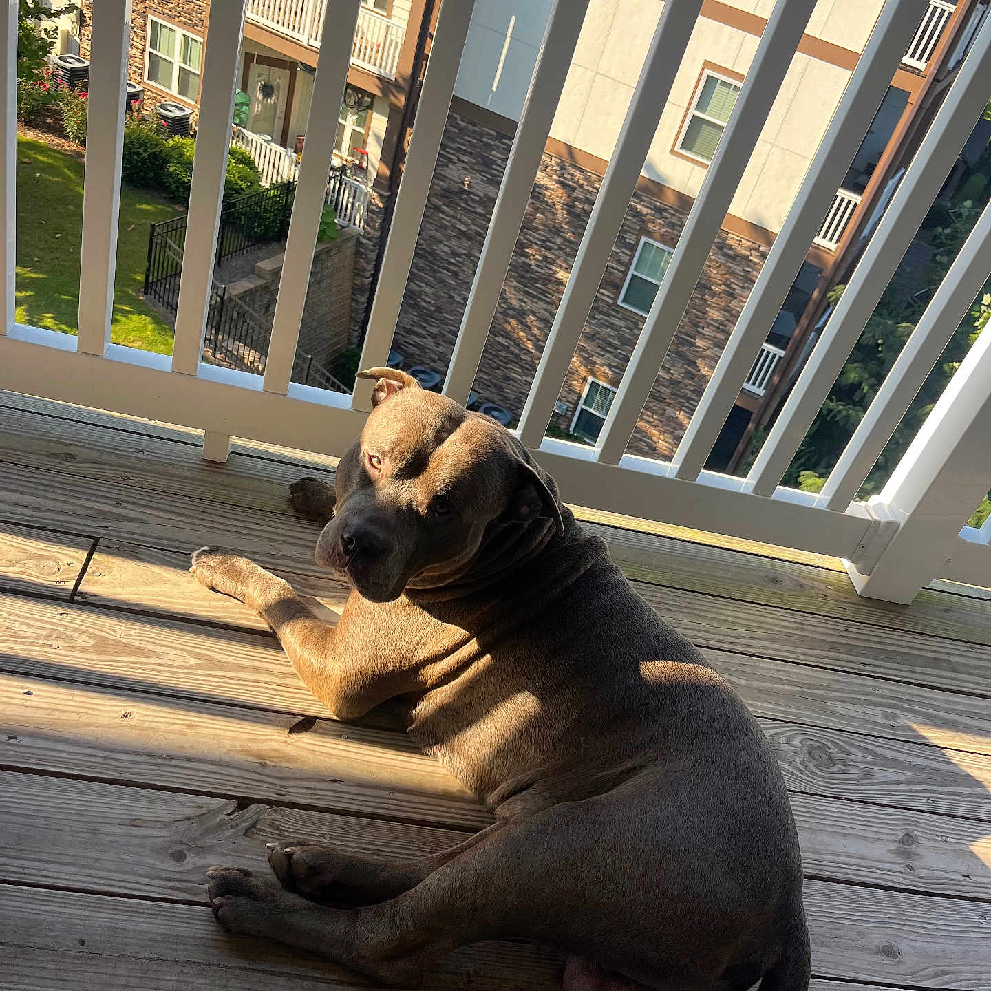 Dior joined the competition — help win amazing prizes! dog, wooden_floor, balcony, residential_building, shadow, sunlight, outdoor, pet, canine, relaxed, urban, fence, railing, window, greenery, daylight, animal, looking, resting, home