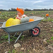 Saskiia is registered to the contest to win money with this photo: toddler, child, wheelbarrow, pumpkin, pumpkin_patch, orange_headband, bib, outdoor, field, fall, autumn, cloudy_sky, vegetation, soil, greenery, harvest, farm, cute, curious, seasonal