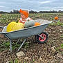 toddler, child, wheelbarrow, pumpkin, pumpkin_patch, orange_headband, bib, outdoor, field, fall, autumn, cloudy_sky, vegetation, soil, greenery, harvest, farm, cute, curious, seasonal