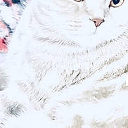 Angela K joined the competition — help win amazing prizes! cat, close_up, feline, pet, animal, light_color, whiskers, fur, eyes, face, portrait, domestic_animal, cute, overexposed, soft_light, indoor, fluffy, relaxed, mammal, whisker