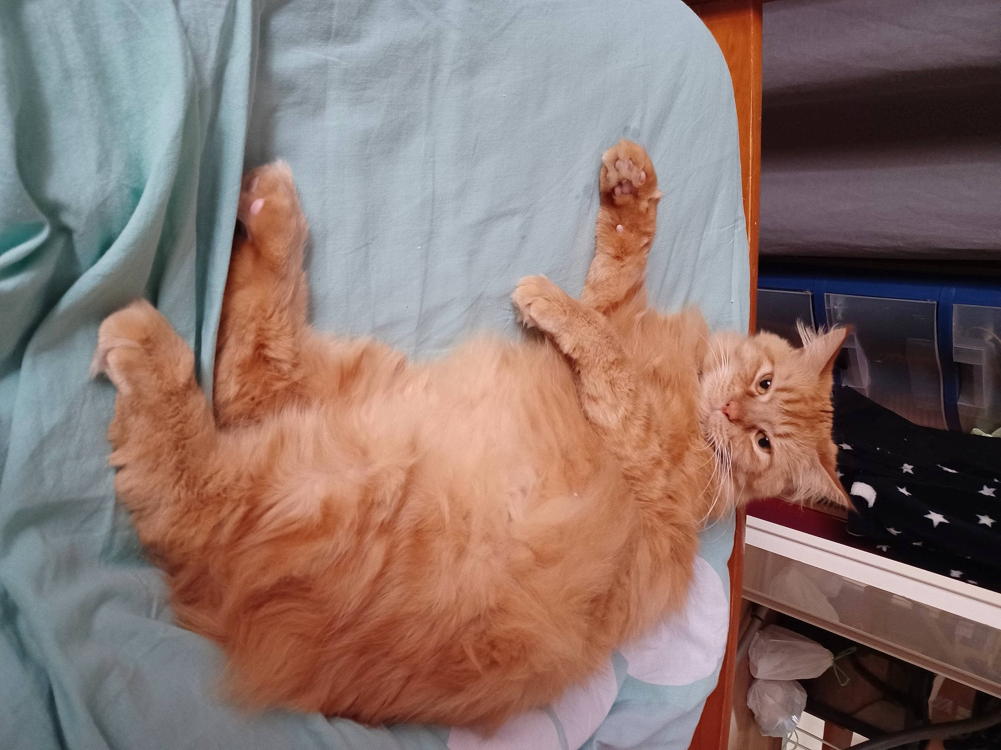 Spooky participe au concours pour gagner de l'argent avec cette photo : bed, cabinetry, canidae, carnivore, cat, claw, comfort, companion_dog, domestic_short_haired_cat, drawer, fawn, felidae, fur, gesture, paw, room, small_to_medium_sized_cats, tail, whiskers, wood