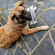 Simba a rejoint le concours — aidez-le/la à gagner de superbes lots ! dog, animal, pet, brown_fur, black_muzzle, outdoor, stone_floor, mosaic, tool, trowel, laying_down, looking_up, ears_up, paw, construction, curious, companionship, canine, domestic_animal, floor