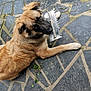 dog, animal, pet, brown_fur, black_muzzle, outdoor, stone_floor, mosaic, tool, trowel, laying_down, looking_up, ears_up, paw, construction, curious, companionship, canine, domestic_animal, floor