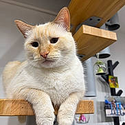 Nala participe au concours pour gagner de l'argent avec cette photo : cat, cream_colored, feline, pet, wooden_shelf, indoor, relaxed, fur, whiskers, ears, paws, closeup, animal, domestic_cat, home_decor, modern_interior, curious, calm, resting, sitting