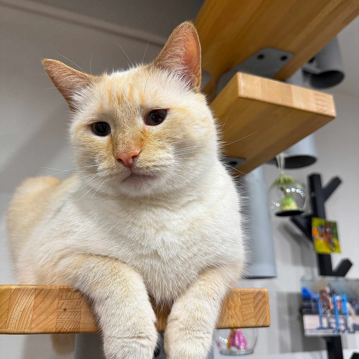 Nala participe au concours pour gagner de l'argent avec cette photo : animal, calm, cat, closeup, cream_colored, curious, domestic_cat, ears, feline, fur, home_decor, indoor, modern_interior, paws, pet, relaxed, resting, sitting, whiskers, wooden_shelf