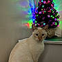 Nala a rejoint le concours — aidez-le/la à gagner de superbes lots ! cat, cream_colored, sitting, christmas_tree, decorations, lights, colorful_lights, reflection, wall, indoor, festive, holiday, decor, feline, pet, animal, calm, gazing, table, ornament