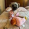 dog, small_dog, pet, animal, canine, portrait, sitting, bed, bedroom, headboard, pajamas, pink_clothing, floral_pattern, plush_toy, stuffed_animal, blanket, pillows, indoors, cute, cozy