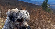 Lula is registered to the contest to win money with this photo: dog, small_dog, outdoor, mountain, mountain_view, landscape, hiking, trail, nature, valley, sky, clouds, winter, trees, grass, harness, red_harness, strawberry_pattern, e_reader, book