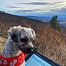 dog, small_dog, outdoor, mountain, mountain_view, landscape, hiking, trail, nature, valley, sky, clouds, winter, trees, grass, harness, red_harness, strawberry_pattern, e_reader, book
