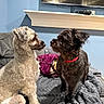 dogs, two_dogs, pet, canine, small_dogs, scruffy_dogs, white_dog, black_dog, sitting, nose_to_nose, indoors, living_room, couch, blanket, purple_harness, red_collar, television, blue_wall, cozy, portrait