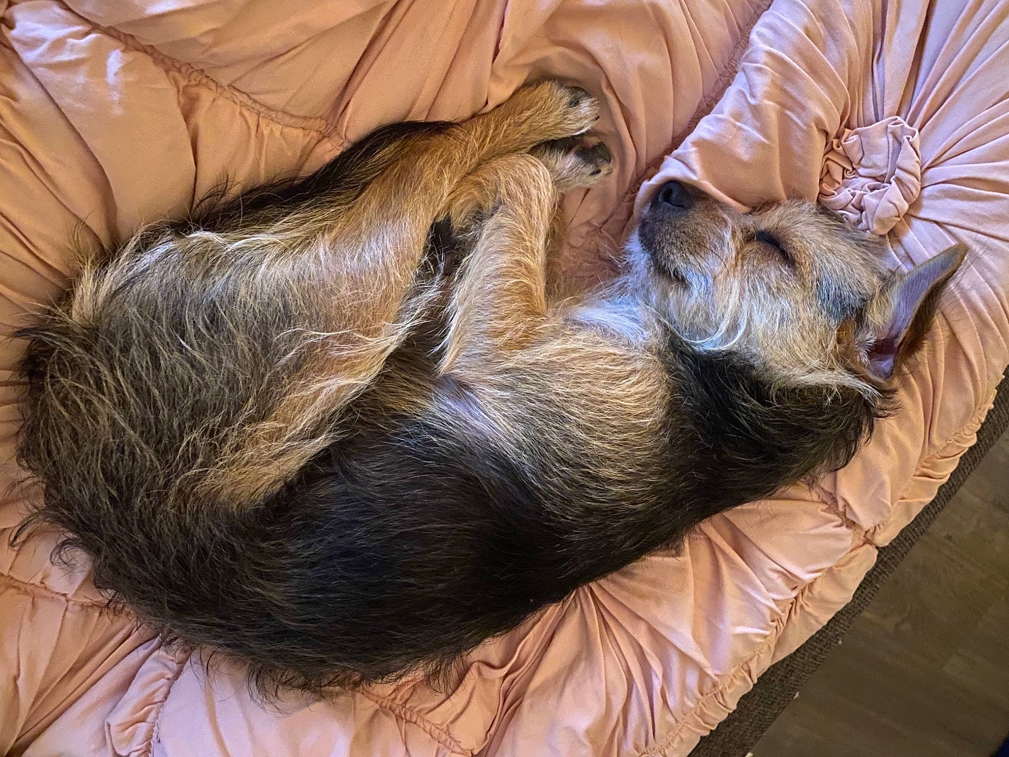 Berdie joined the competition — help win amazing prizes! canidae, claw, comfort, companion_dog, dog_breed, felidae, foot, fur, human_leg, liver, mammal, nap, sleep, sporting_group, tail, terrestrial_animal, textile, vertebrate, wood, wrinkle