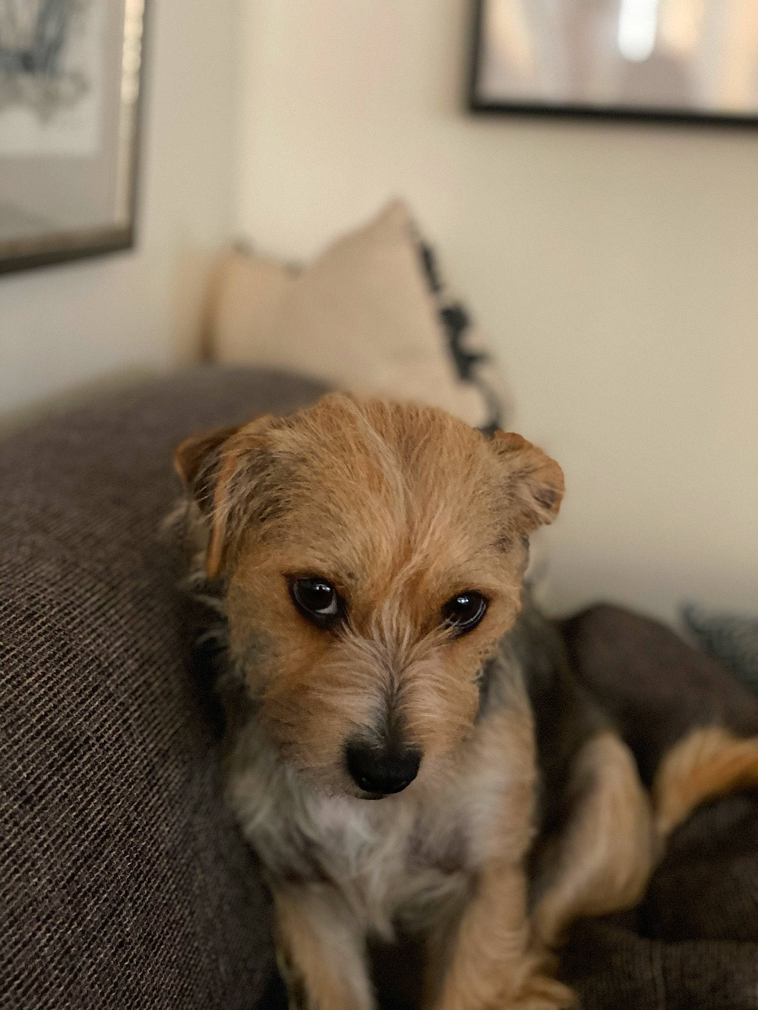 Berdie is registered to the contest to win money with this photo: carnivore, companion_dog, dog, dog_breed, dog_supply, fawn, flooring, fur, hardwood, picture_frame, room, small_terrier, snout, terrestrial_animal, terrier, whiskers, wood, working_animal, working_terrier