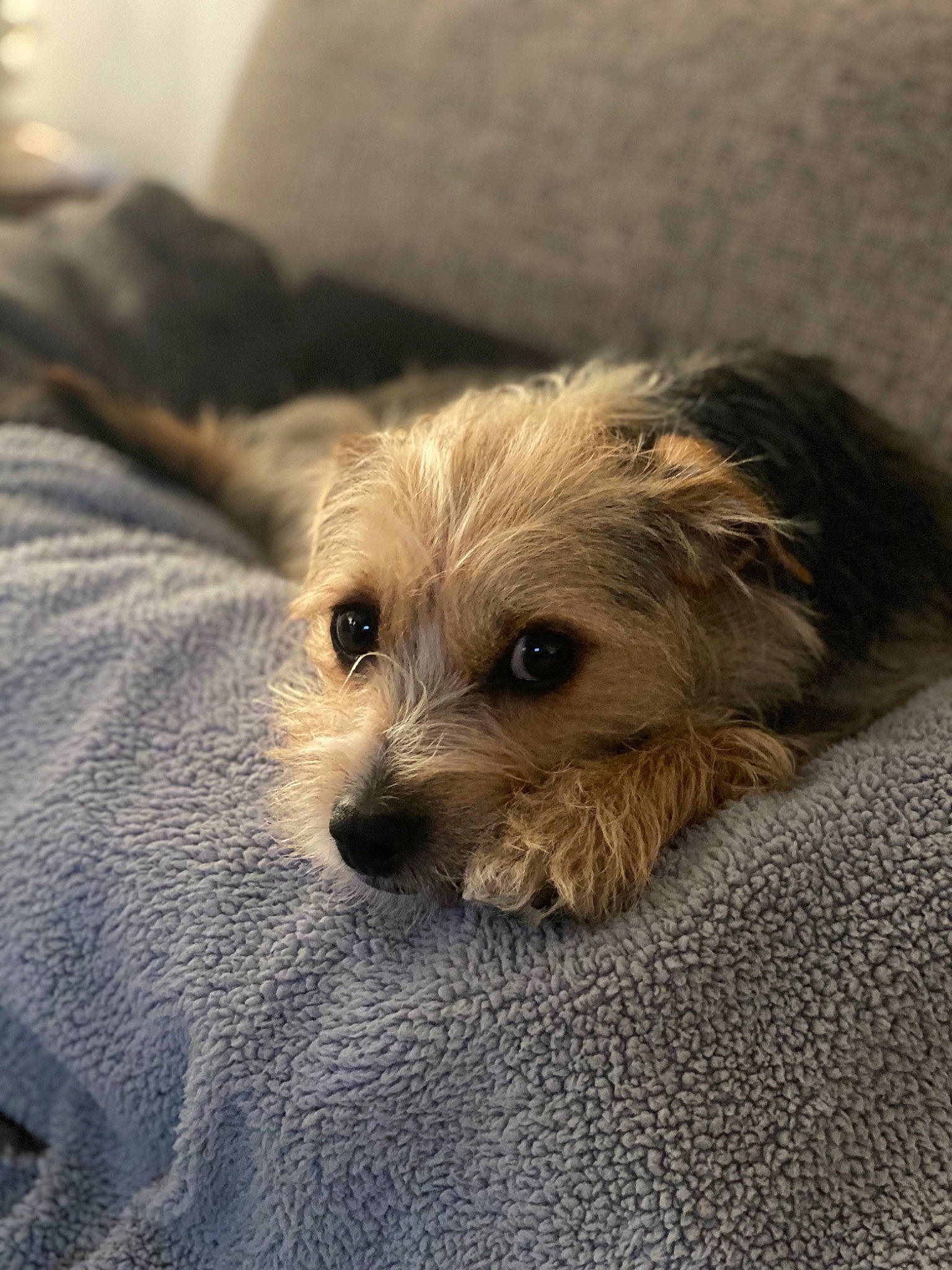 Berdie is registered to the contest to win money with this photo: biewer_terrier, canidae, carnivore, comfort, companion_dog, dog, dog_breed, dog_supply, fawn, fur, maltepoo, non_sporting_group, puppy_love, small_terrier, snout, sporting_group, terrier, toy_dog, working_animal, working_terrier