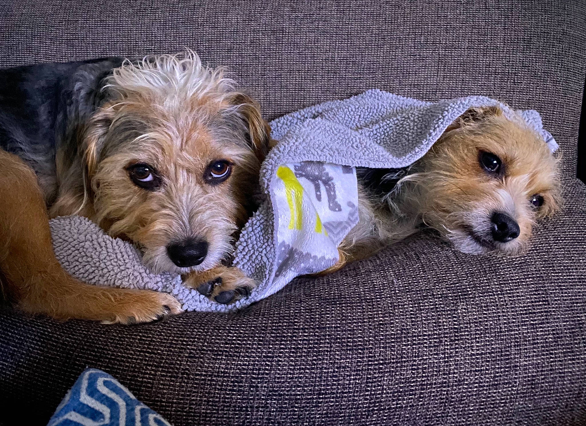 Linus joined the competition — help win amazing prizes! biewer_terrier, canidae, carnivore, companion_dog, dog, dog_breed, dog_clothes, dog_supply, fawn, fur, maltepoo, pet_supply, small_terrier, snout, sporting_group, terrier, toy_dog, vertebrate, water_dog, working_animal