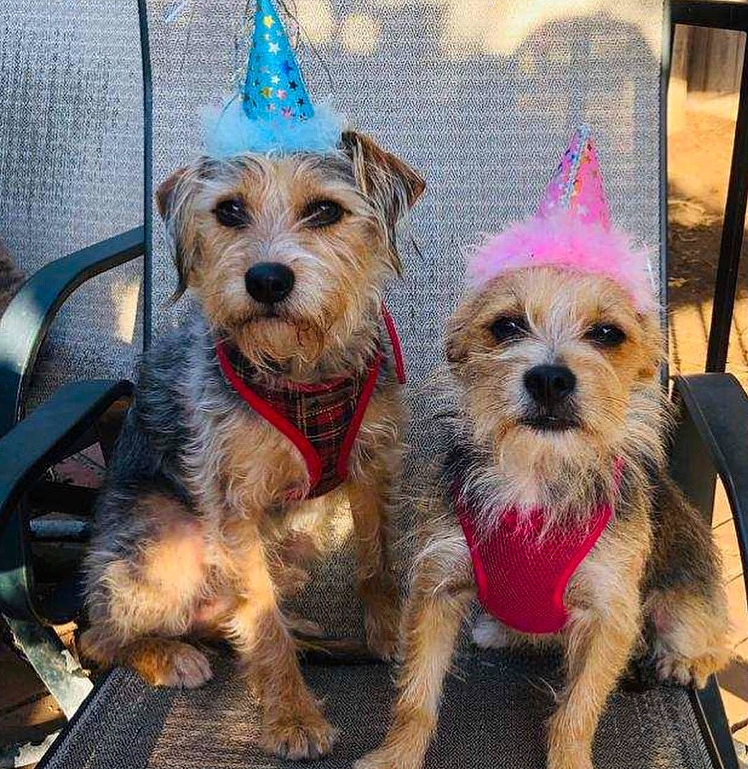 Linus is registered to the contest to win money with this photo: canidae, carnivore, collar, companion_dog, dog, dog_breed, dog_clothes, dog_collar, dog_supply, fashion_accessory, holiday, leash, party_hat, pet_supply, small_terrier, snout, sporting_group, terrier, toy_dog, yorkshire_terrier