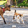 Roxy a rejoint le concours — aidez-le/la à gagner de superbes lots ! goat, cat, calico_cat, animal, pets, outdoor, garden, gravel, collar, red_collar, walking, standing, looking, horns, tail, fur, flowers, stones, sunlight, animal_interaction