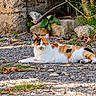 Roxy participe au concours pour gagner de l'argent avec cette photo : cat, calico_cat, feline, pet, animal, lying_down, outdoor, garden, pebbles, rocks, grass, leaves, stone_wall, white_fur, orange_fur, black_fur, greenery, portrait, photography, relaxed