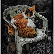Roxy a rejoint le concours — aidez-le/la à gagner de superbes lots ! cat, calico_cat, animal, pet, sitting, chair, outdoor, garden, gravel, weathered, plastic, furniture, orange_fur, white_fur, black_fur, sleepy, portrait, closeup, dramatic_lighting, photography
