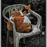 animal, black_fur, calico_cat, cat, chair, closeup, dramatic_lighting, furniture, garden, gravel, orange_fur, outdoor, pet, photography, plastic, portrait, sitting, sleepy, weathered, white_fur