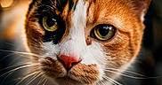 Roxy a rejoint le concours — aidez-le/la à gagner de superbes lots ! cat, calico_cat, animal, pet, portrait, close_up, face, eyes, whiskers, fur, orange_fur, white_fur, black_fur, pink_nose, golden_eyes, staring, indoor, dramatic_lighting, shallow_depth_of_field, photography