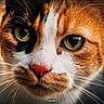 animal, black_fur, calico_cat, cat, close_up, dramatic_lighting, eyes, face, fur, golden_eyes, indoor, orange_fur, pet, photography, pink_nose, portrait, shallow_depth_of_field, staring, whiskers, white_fur