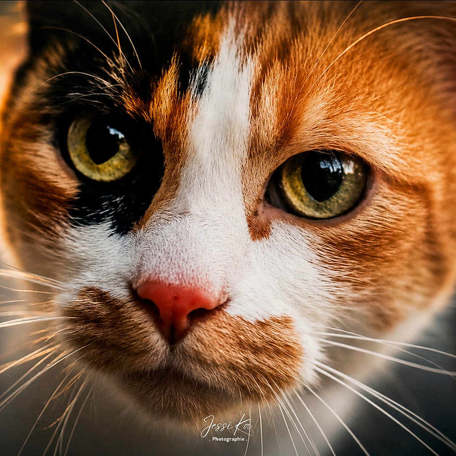 Roxy