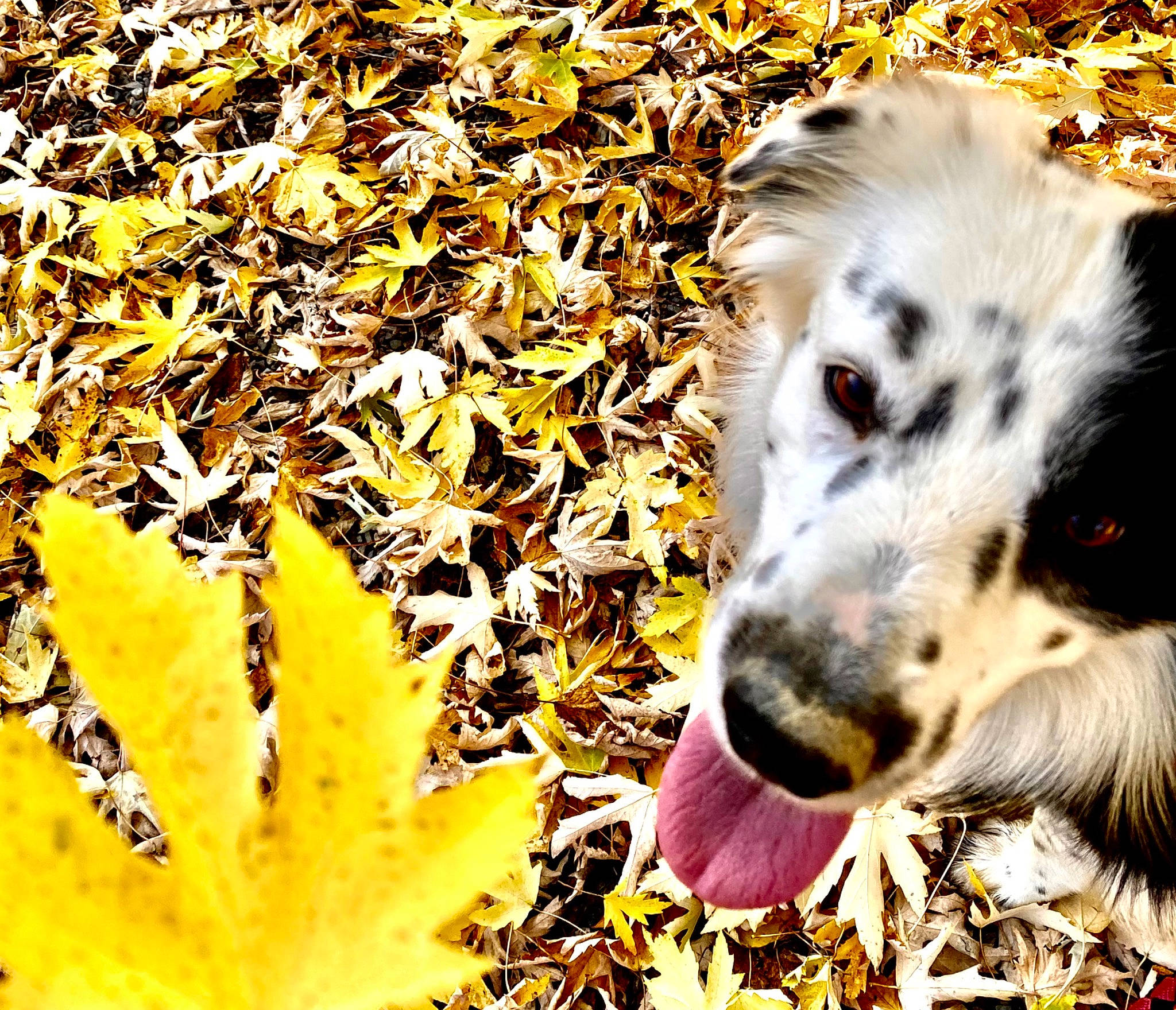 Oslo a rejoint le concours — aidez-le/la à gagner de superbes lots ! canidae, carnivore, companion_dog, deciduous, dog, dog_breed, fur, grass, herding_dog, people_in_nature, plant, puppy, shadow, soil, sporting_group, terrestrial_animal, tints_and_shades, whiskers, working_animal, working_dog