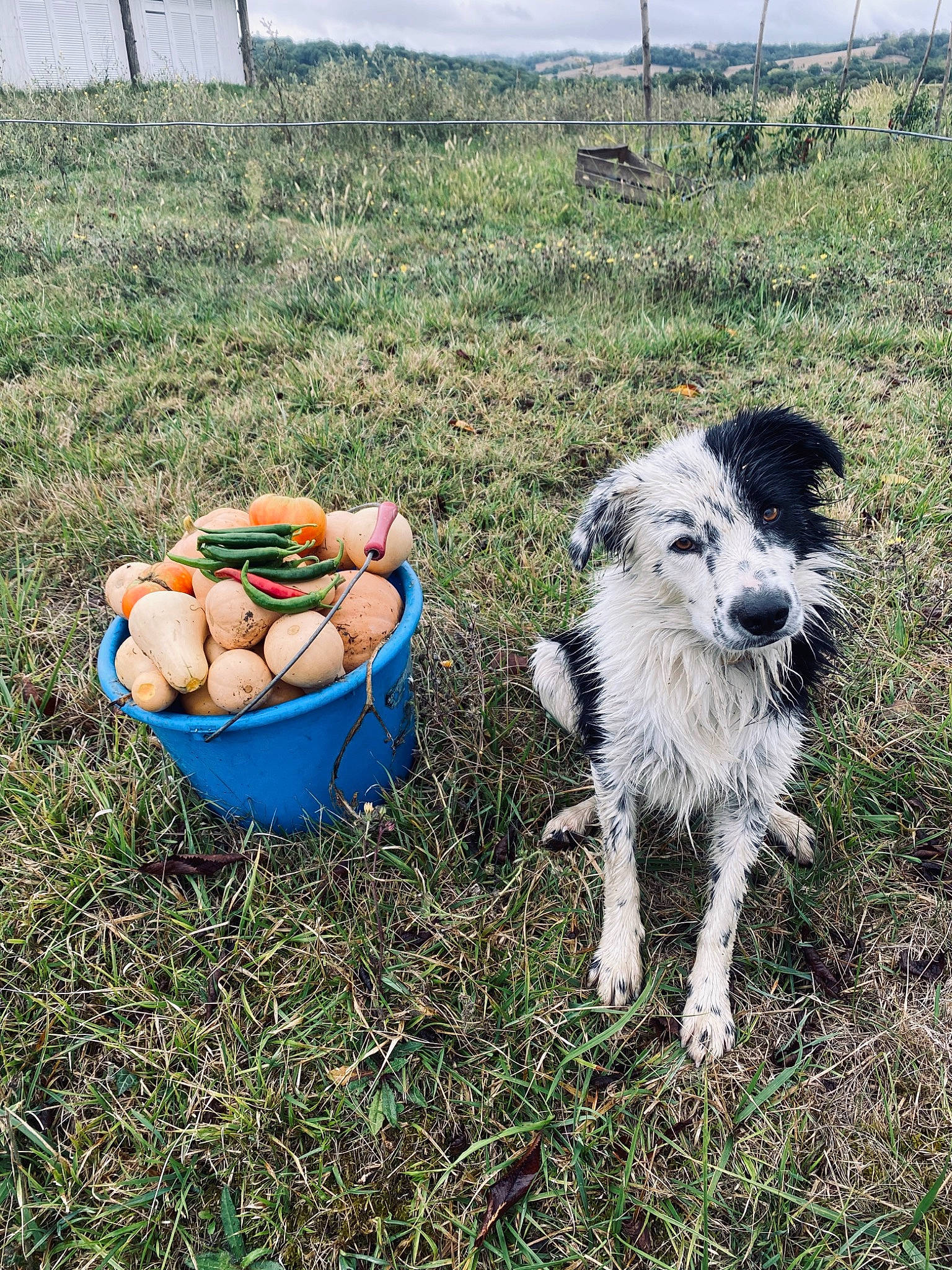 Oslo participe au concours pour gagner de l'argent avec cette photo : carnivore, companion_dog, dog, dog_breed, food, fruit, grass, herding_dog, landscape, livestock, natural_foods, pack_animal, pasture, plant, soil, sporting_group, tail, terrier, working_animal, working_terrier