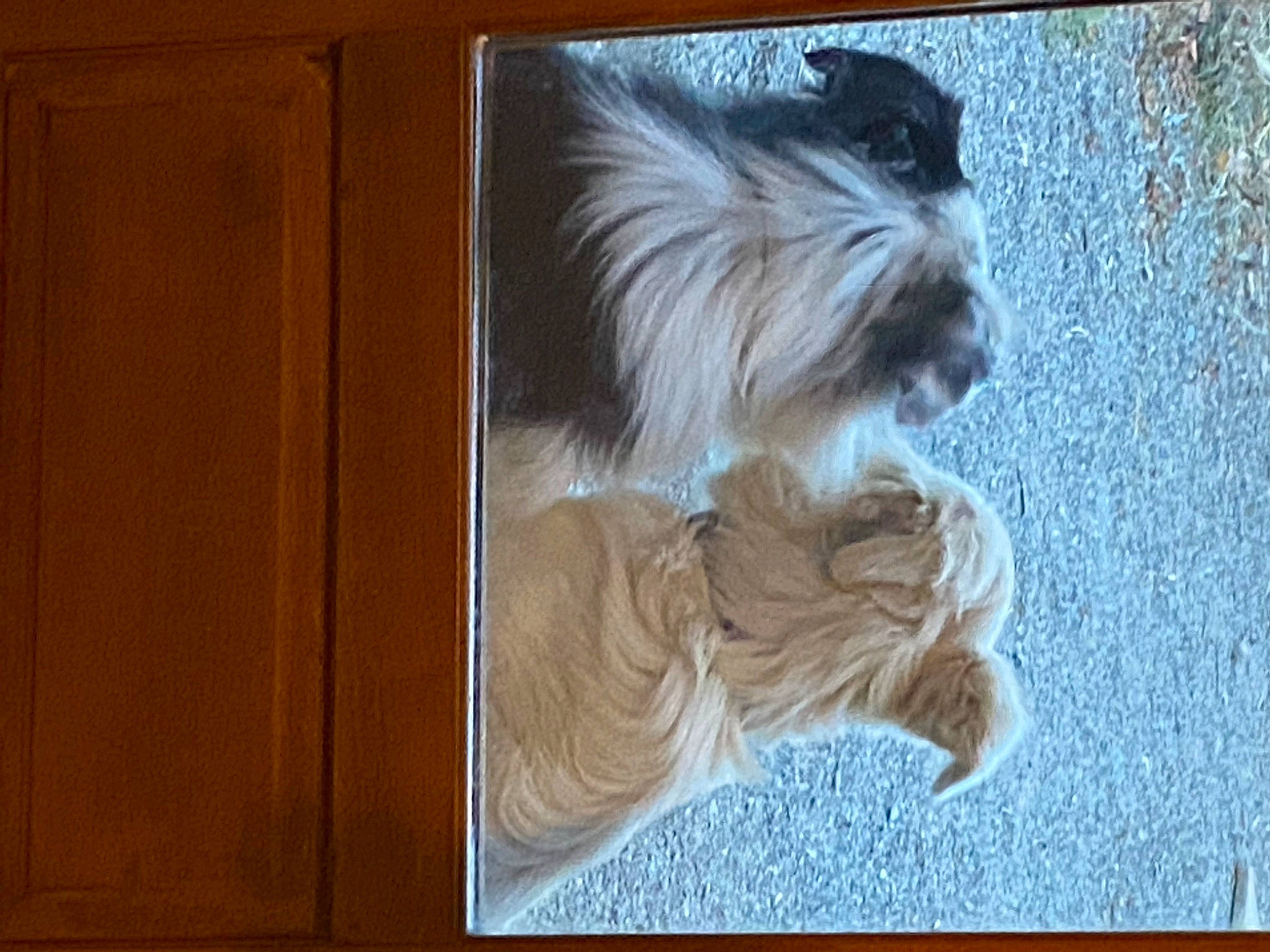Oslo participe au concours pour gagner de l'argent avec cette photo : art, canidae, carnivore, companion_dog, dog, dog_breed, fawn, felidae, fur, hardwood, liver, rectangle, small_terrier, snout, sporting_group, tail, terrier, toy_dog, wood, wood_stain
