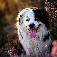 Oslo participe au concours pour gagner de l'argent avec cette photo : dog, black_and_white, tongue_out, flowers, purple_flowers, outdoor, sunlight, golden_hour, nature, portrait, happy, pet, animal, furry, grass, close_up, smiling, canine, summer, warm_light