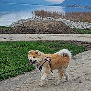 Suki a rejoint le concours — aidez-le/la à gagner de superbes lots ! dog, leash, gravel_path, grass, lake, mountains, cloudy_sky, outdoor, nature, walk, pet, canine, fur, harness, scenery, water, landscape, animal, daytime, recreation
