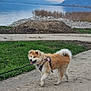 dog, leash, gravel_path, grass, lake, mountains, cloudy_sky, outdoor, nature, walk, pet, canine, fur, harness, scenery, water, landscape, animal, daytime, recreation